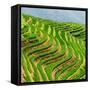 China 10MKm2 Collection - Rice Terraces - Longsheng Ping'an - Guangxi-Philippe Hugonnard-Framed Stretched Canvas