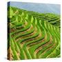 China 10MKm2 Collection - Rice Terraces - Longsheng Ping'an - Guangxi-Philippe Hugonnard-Stretched Canvas