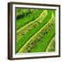 China 10MKm2 Collection - Rice Terraces - Longsheng Ping'an - Guangxi-Philippe Hugonnard-Framed Photographic Print