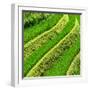 China 10MKm2 Collection - Rice Terraces - Longsheng Ping'an - Guangxi-Philippe Hugonnard-Framed Photographic Print