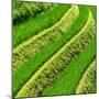 China 10MKm2 Collection - Rice Terraces - Longsheng Ping'an - Guangxi-Philippe Hugonnard-Mounted Photographic Print