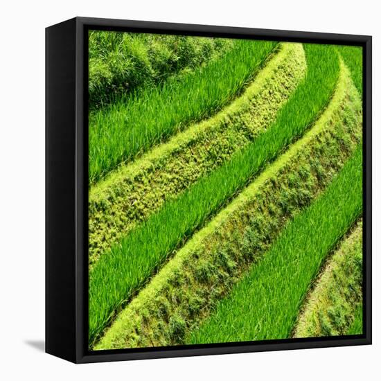 China 10MKm2 Collection - Rice Terraces - Longsheng Ping'an - Guangxi-Philippe Hugonnard-Framed Stretched Canvas