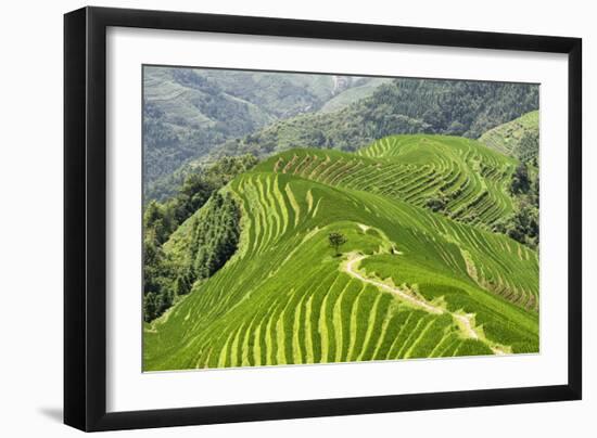 China 10MKm2 Collection - Rice Terraces - Longsheng Ping'an - Guangxi-Philippe Hugonnard-Framed Photographic Print