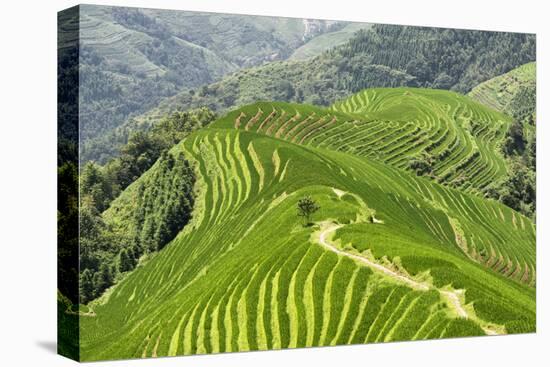 China 10MKm2 Collection - Rice Terraces - Longsheng Ping'an - Guangxi-Philippe Hugonnard-Stretched Canvas