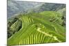 China 10MKm2 Collection - Rice Terraces - Longsheng Ping'an - Guangxi-Philippe Hugonnard-Mounted Photographic Print