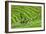 China 10MKm2 Collection - Rice Terraces - Longsheng Ping'an - Guangxi-Philippe Hugonnard-Framed Photographic Print