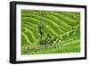 China 10MKm2 Collection - Rice Terraces - Longsheng Ping'an - Guangxi-Philippe Hugonnard-Framed Photographic Print