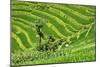 China 10MKm2 Collection - Rice Terraces - Longsheng Ping'an - Guangxi-Philippe Hugonnard-Mounted Photographic Print