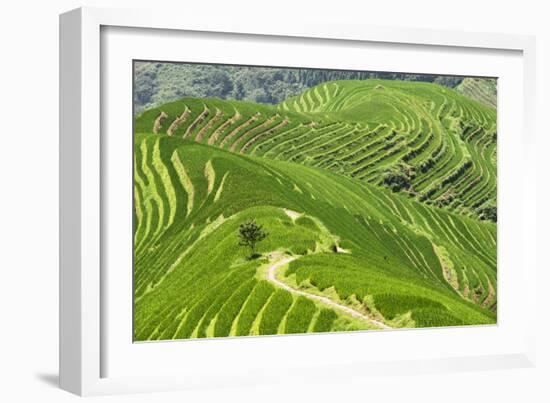 China 10MKm2 Collection - Rice Terraces - Longsheng Ping'an - Guangxi-Philippe Hugonnard-Framed Photographic Print