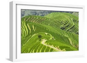 China 10MKm2 Collection - Rice Terraces - Longsheng Ping'an - Guangxi-Philippe Hugonnard-Framed Photographic Print