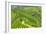 China 10MKm2 Collection - Rice Terraces - Longsheng Ping'an - Guangxi-Philippe Hugonnard-Framed Photographic Print