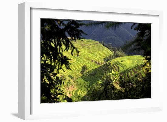 China 10MKm2 Collection - Rice Terraces - Longsheng Ping'an - Guangxi-Philippe Hugonnard-Framed Photographic Print