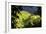 China 10MKm2 Collection - Rice Terraces - Longsheng Ping'an - Guangxi-Philippe Hugonnard-Framed Photographic Print