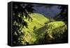 China 10MKm2 Collection - Rice Terraces - Longsheng Ping'an - Guangxi-Philippe Hugonnard-Framed Stretched Canvas