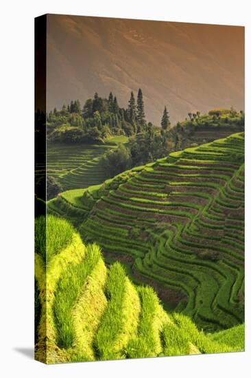 China 10MKm2 Collection - Rice Terraces - Longsheng Ping'an - Guangxi-Philippe Hugonnard-Stretched Canvas