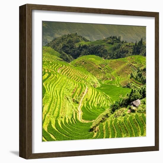 China 10MKm2 Collection - Rice Terraces - Longsheng Ping'an - Guangxi-Philippe Hugonnard-Framed Photographic Print