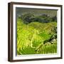 China 10MKm2 Collection - Rice Terraces - Longsheng Ping'an - Guangxi-Philippe Hugonnard-Framed Photographic Print