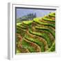 China 10MKm2 Collection - Rice Terraces - Longsheng Ping'an - Guangxi-Philippe Hugonnard-Framed Photographic Print