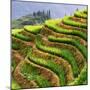 China 10MKm2 Collection - Rice Terraces - Longsheng Ping'an - Guangxi-Philippe Hugonnard-Mounted Photographic Print