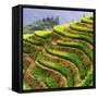 China 10MKm2 Collection - Rice Terraces - Longsheng Ping'an - Guangxi-Philippe Hugonnard-Framed Stretched Canvas