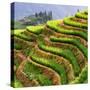 China 10MKm2 Collection - Rice Terraces - Longsheng Ping'an - Guangxi-Philippe Hugonnard-Stretched Canvas