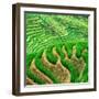 China 10MKm2 Collection - Rice Terraces - Longsheng Ping'an - Guangxi-Philippe Hugonnard-Framed Photographic Print