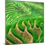 China 10MKm2 Collection - Rice Terraces - Longsheng Ping'an - Guangxi-Philippe Hugonnard-Mounted Photographic Print