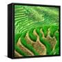 China 10MKm2 Collection - Rice Terraces - Longsheng Ping'an - Guangxi-Philippe Hugonnard-Framed Stretched Canvas