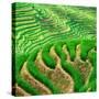 China 10MKm2 Collection - Rice Terraces - Longsheng Ping'an - Guangxi-Philippe Hugonnard-Stretched Canvas