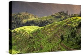 China 10MKm2 Collection - Rice Terraces - Longsheng Ping'an - Guangxi-Philippe Hugonnard-Stretched Canvas