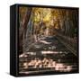 China 10MKm2 Collection - Stairs in Autumn-Philippe Hugonnard-Framed Stretched Canvas