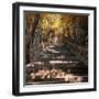 China 10MKm2 Collection - Stairs in Autumn-Philippe Hugonnard-Framed Photographic Print