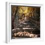 China 10MKm2 Collection - Stairs in Autumn-Philippe Hugonnard-Framed Photographic Print