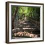 China 10MKm2 Collection - Stairs-Philippe Hugonnard-Framed Photographic Print