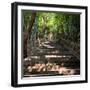 China 10MKm2 Collection - Stairs-Philippe Hugonnard-Framed Photographic Print