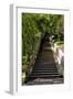 China 10MKm2 Collection - Stairway in the Forest-Philippe Hugonnard-Framed Photographic Print