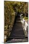 China 10MKm2 Collection - Stairway in the Forest-Philippe Hugonnard-Mounted Photographic Print