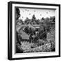 China 10MKm2 Collection - Summer Palace Architecture-Philippe Hugonnard-Framed Photographic Print