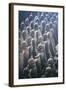 China 10MKm2 Collection - Terracotta Army-Philippe Hugonnard-Framed Photographic Print