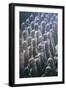 China 10MKm2 Collection - Terracotta Army-Philippe Hugonnard-Framed Photographic Print