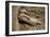 China 10MKm2 Collection - Terracotta Army-Philippe Hugonnard-Framed Photographic Print