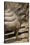 China 10MKm2 Collection - Terracotta Warriors and Horses-Philippe Hugonnard-Stretched Canvas