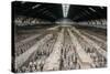 China 10MKm2 Collection - Terracotta Warriors and Horses-Philippe Hugonnard-Stretched Canvas