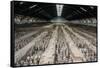 China 10MKm2 Collection - Terracotta Warriors and Horses-Philippe Hugonnard-Framed Stretched Canvas