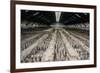 China 10MKm2 Collection - Terracotta Warriors and Horses-Philippe Hugonnard-Framed Photographic Print