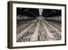 China 10MKm2 Collection - Terracotta Warriors and Horses-Philippe Hugonnard-Framed Premium Photographic Print