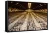 China 10MKm2 Collection - Terracotta Warriors and Horses-Philippe Hugonnard-Framed Stretched Canvas