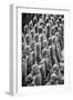 China 10MKm2 Collection - Terracotta Warriors-Philippe Hugonnard-Framed Photographic Print