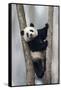 China, Chengdu, Chengdu Panda Base. Baby Giant Panda in Tree-Jaynes Gallery-Framed Stretched Canvas