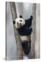 China, Chengdu, Chengdu Panda Base. Baby Giant Panda in Tree-Jaynes Gallery-Stretched Canvas